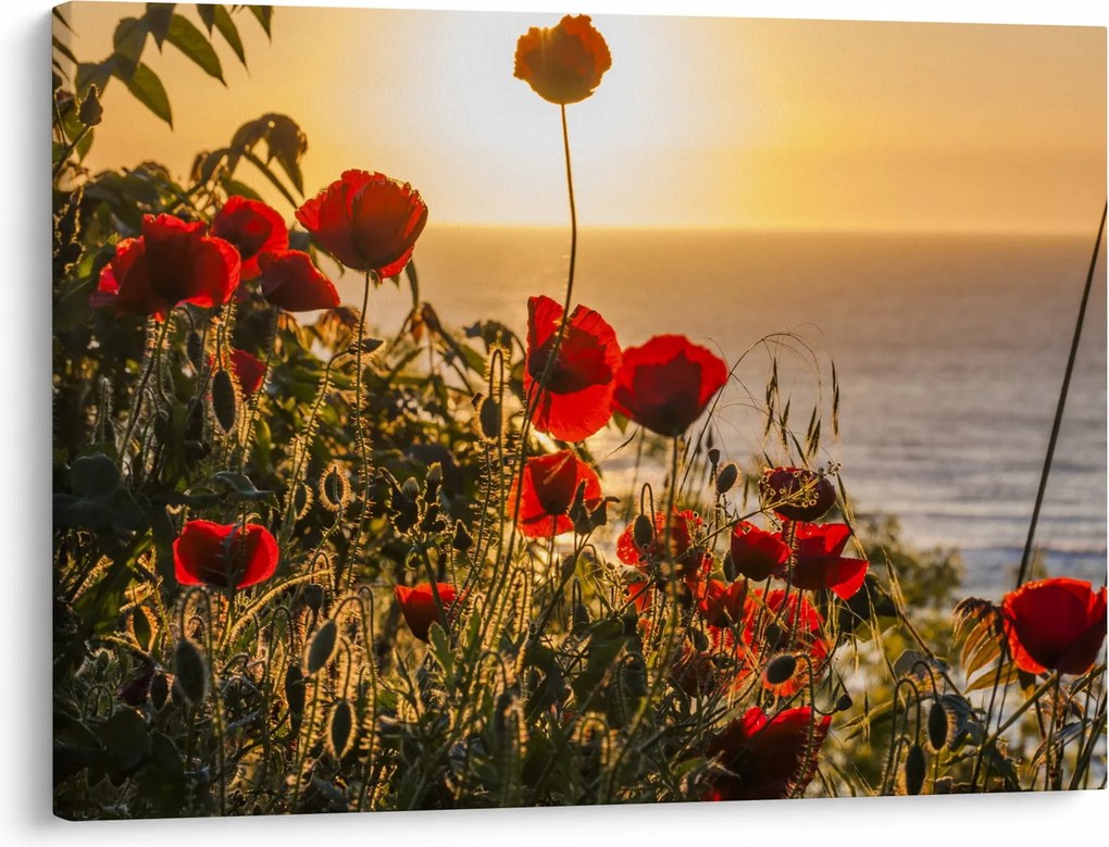 Tablou cu apus de soare cu flori de maci (70x50 cm)