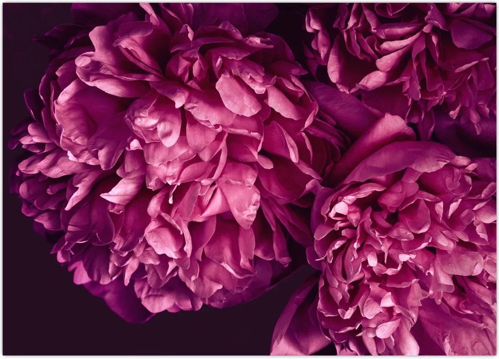 Tablou - Floarea bujorului (70x50 cm)