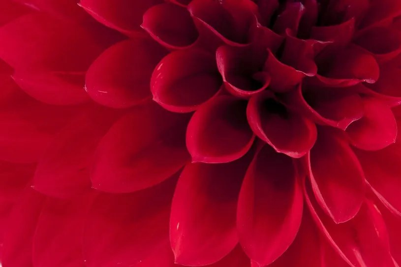 Fototapet, Dahlia, Rebel Walls