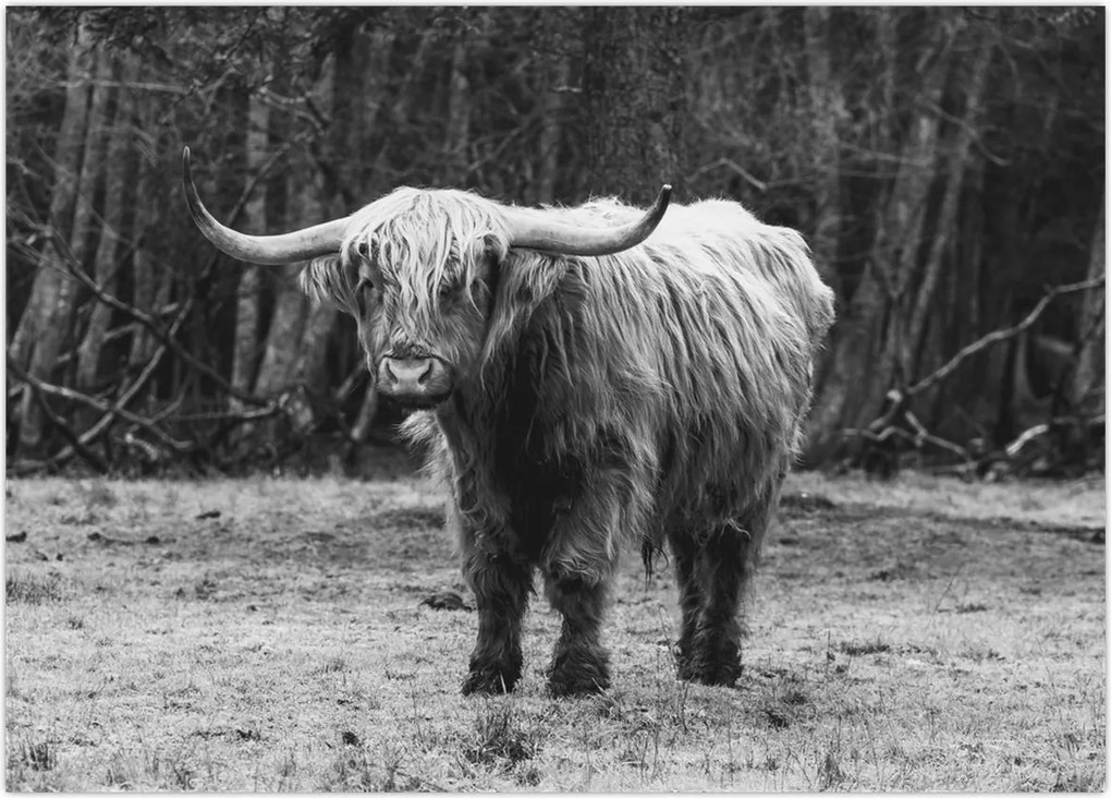 Tablou - Vacă scoțiană 3,alb-negru (70x50 cm)