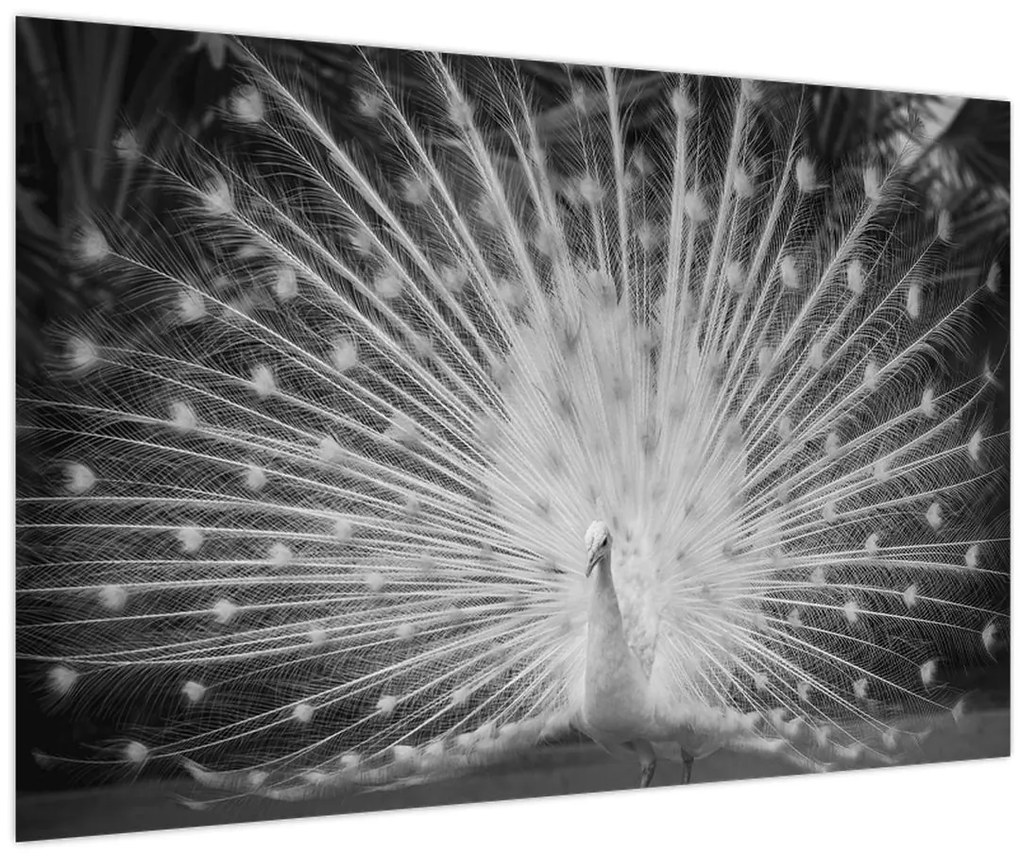 Tablou - Păun alb (90x60 cm)
