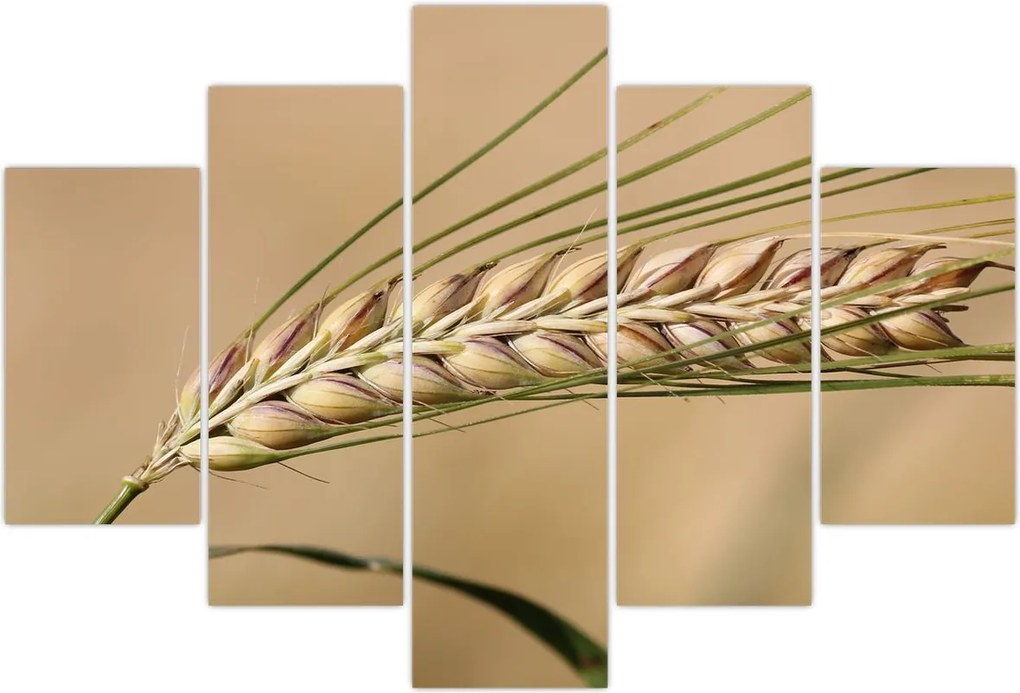 Tablou - Grâu (150x105 cm)