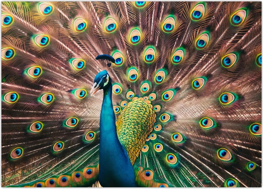 Tablou pe sticlă - Păun (70x50 cm)