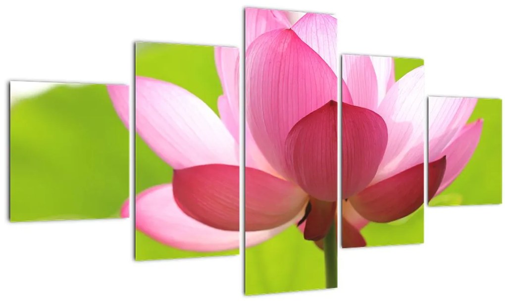 Tablou cu flori de lotus (125x70 cm), în 40 de alte dimensiuni noi