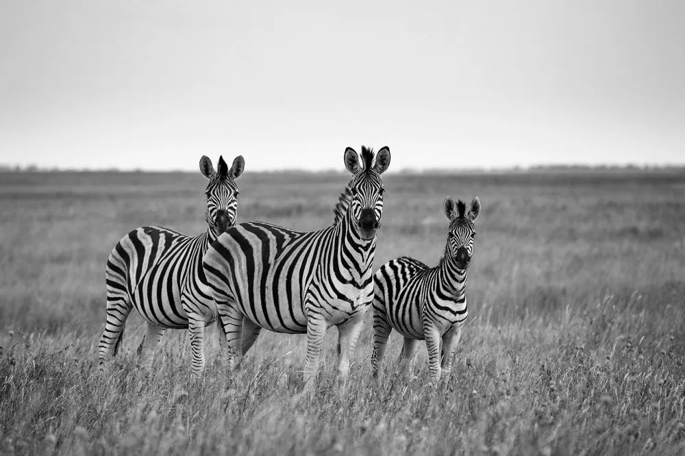 Fototapet autoadeziv trei zebre în savană în alb-negru
