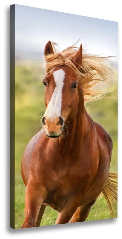 Tablou pe pânză Un cal în galop