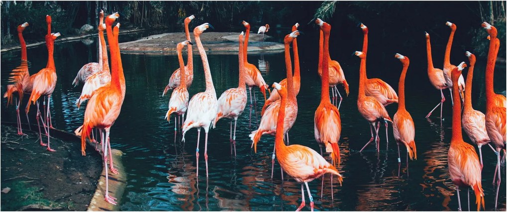 Tablou - turmă de flamingo (120x50 cm)