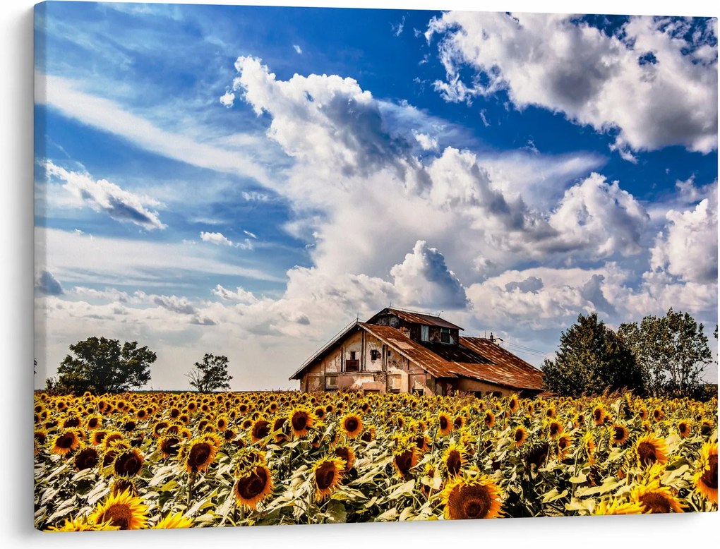 Tablou cu câmp de floarea soarelui (70x50 cm)