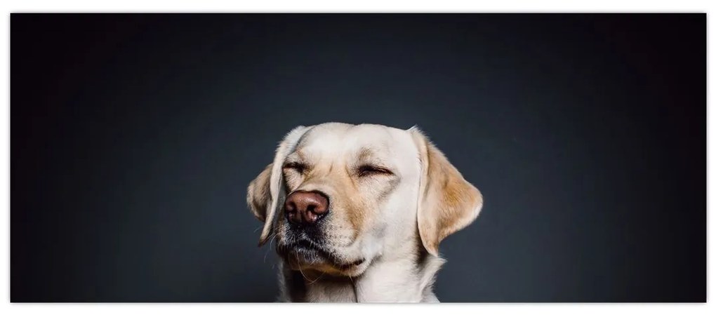 Tablou cu labrador (120x50 cm)