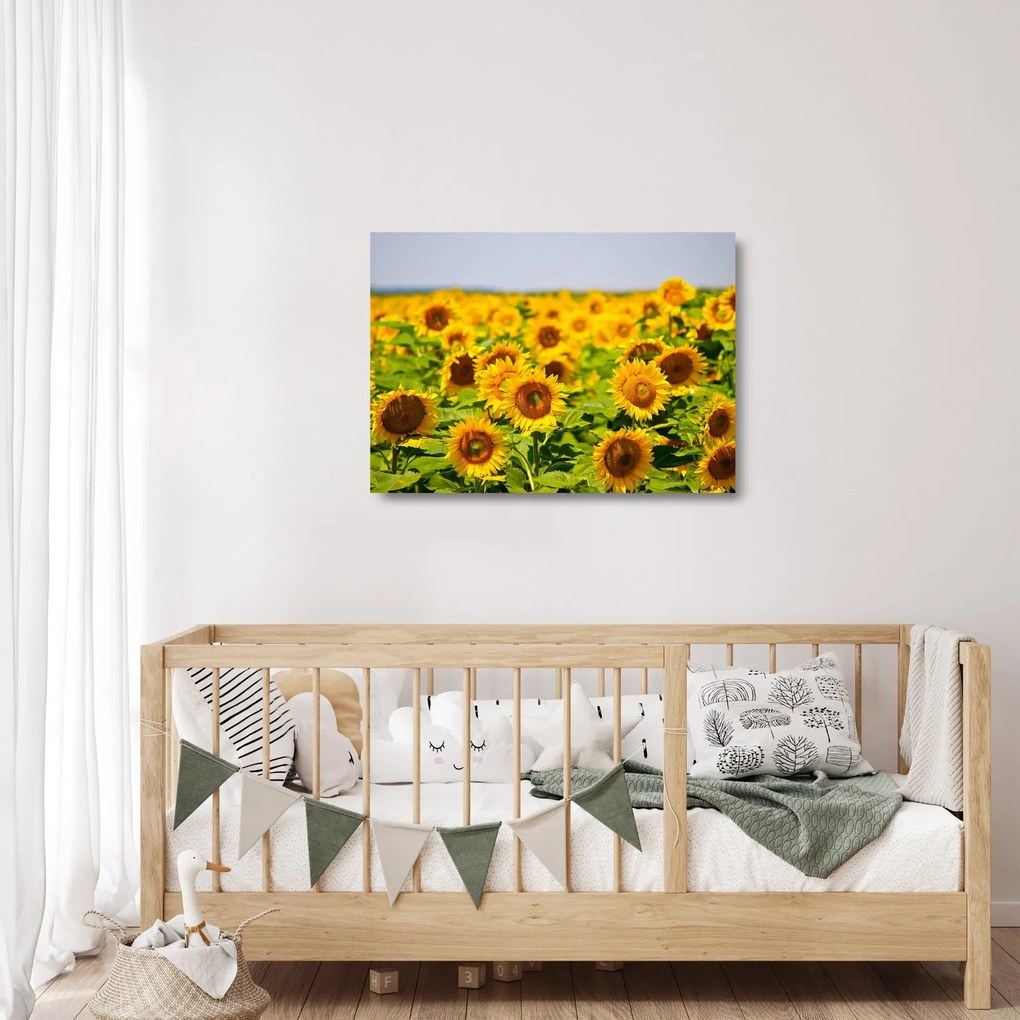 Tablou pe sticlă - Floarea-soarelui (70x50 cm)