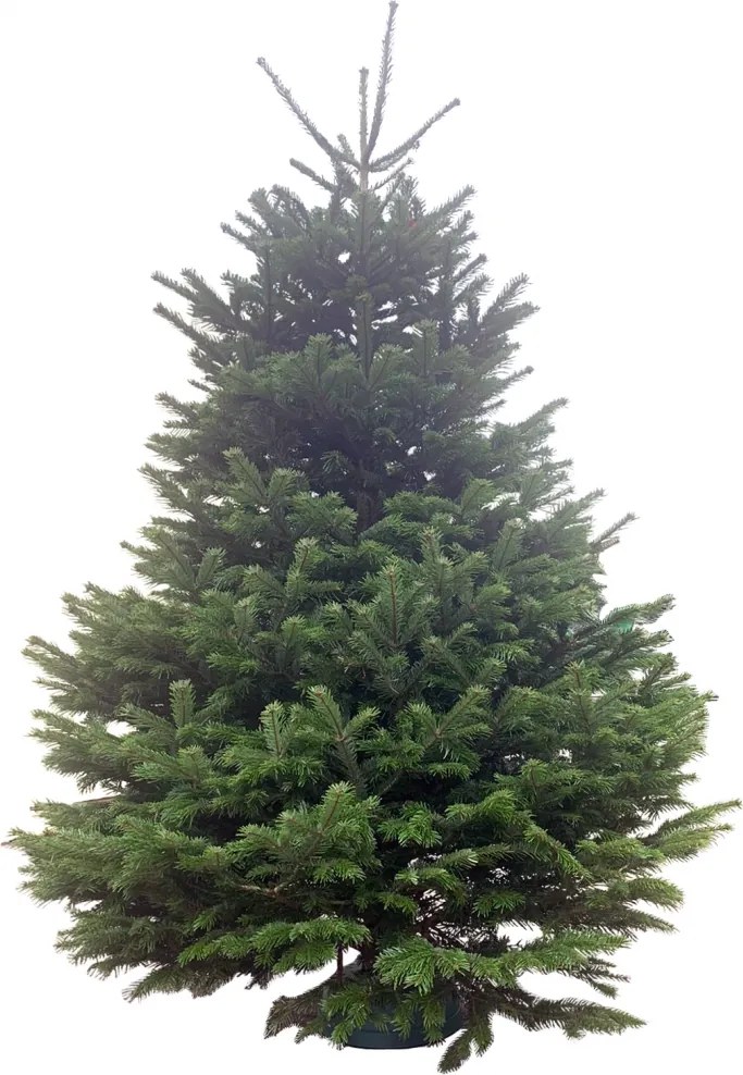 Brad natural de Craciun nordmann TOP PREMIUM 350-400 cm