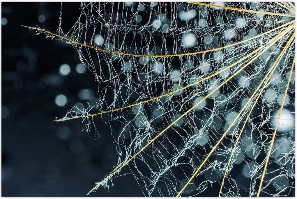 Tablou - Floare cu pânză de pâianjen (90x60 cm)