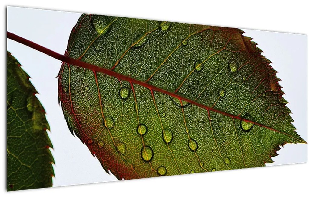 Tablou - Frunze de trandafir (120x50 cm)