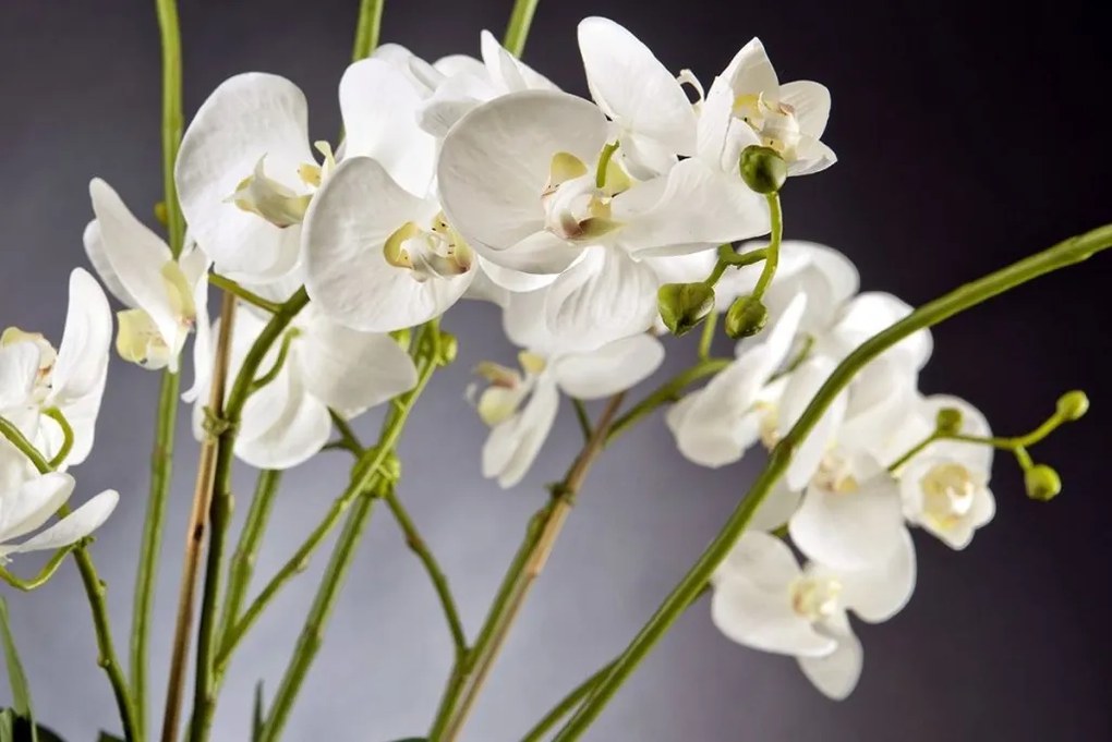 Aranjament floral mare, design LUX PHALENOPSIS PLANT 1141376.95