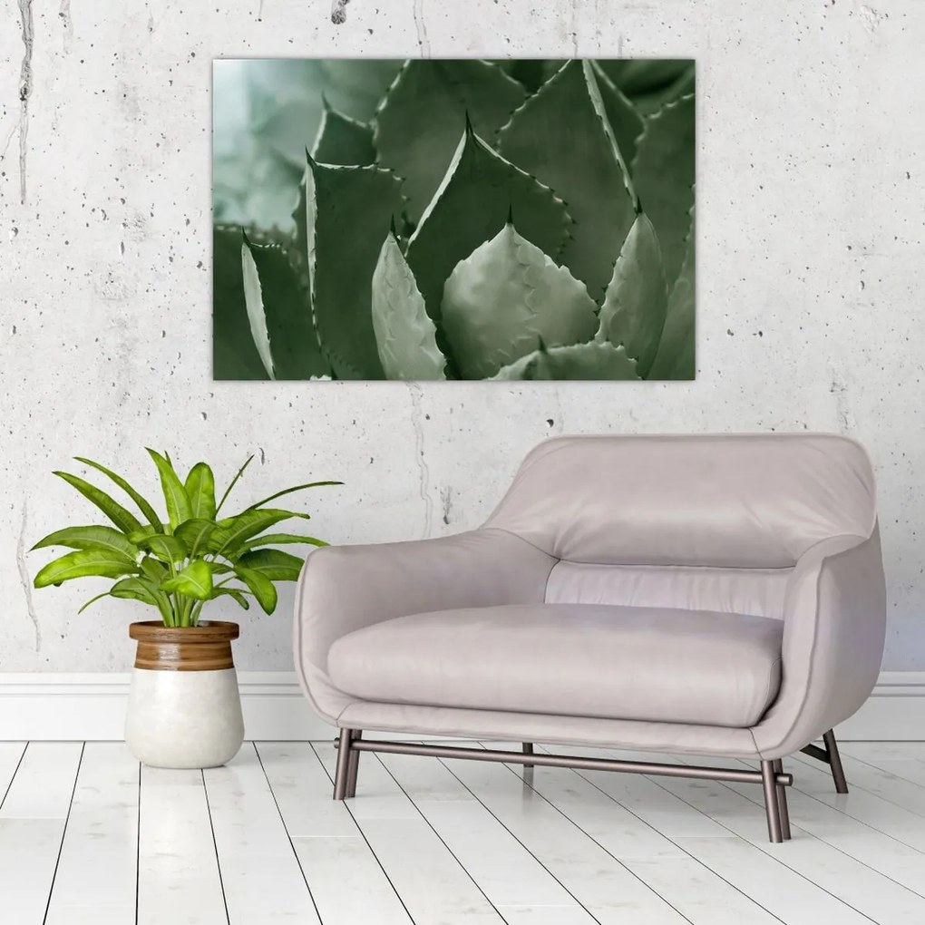 Tablou - Agave verde (90x60 cm)