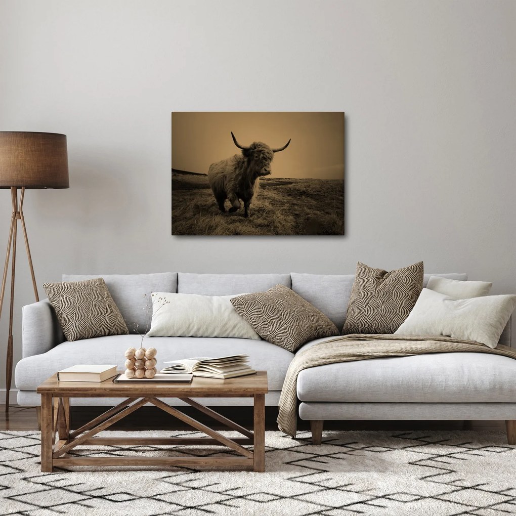 Tablou - Vacă scoțiană pe fugă (70x50 cm)