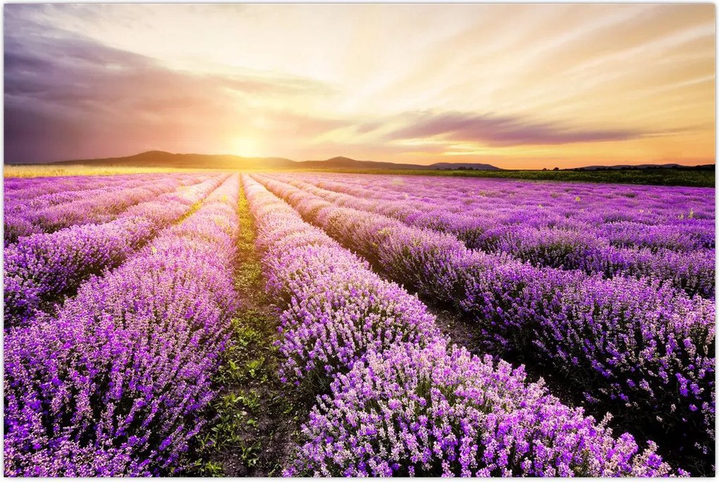 Tablou - Răsărit de soare în câmp de lavandă (90x60 cm)