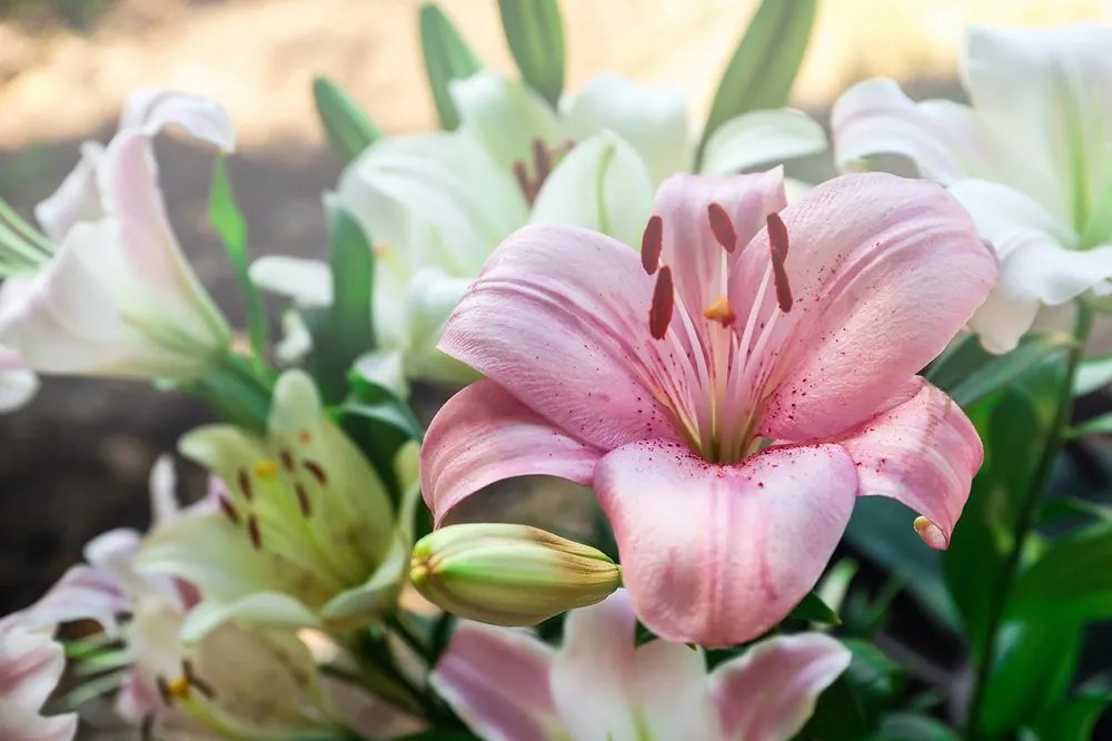 Fototapet crin roz în floare