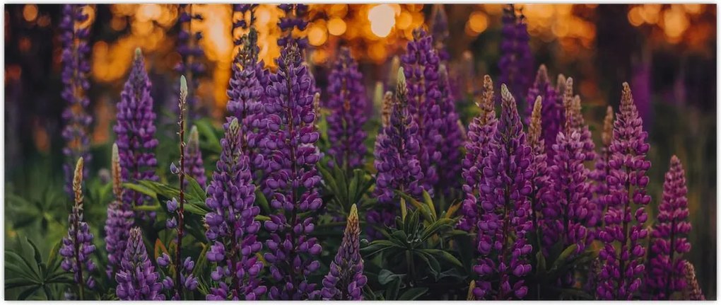 Tablou - Flori de lupin (120x50 cm)