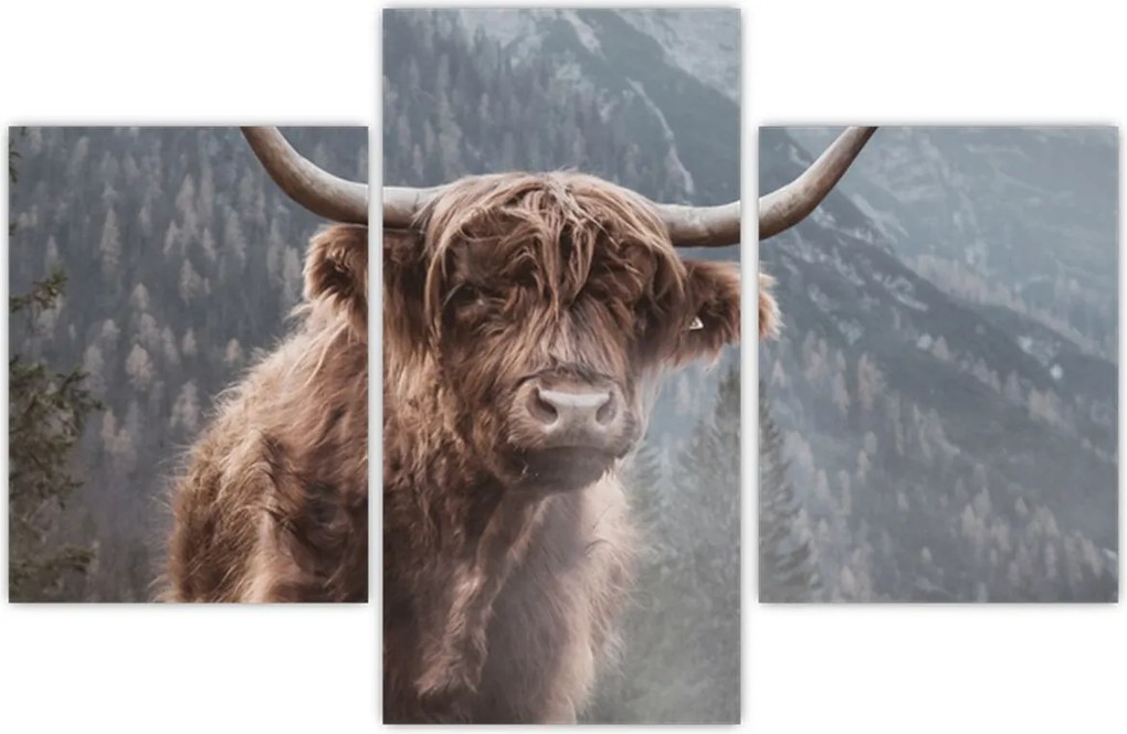 Tablou - Vaca Highlander (90x60 cm)