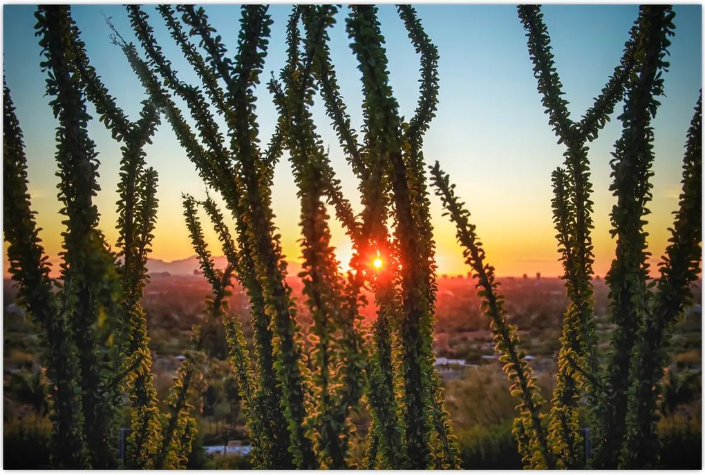 Tablou - Plante (90x60 cm)
