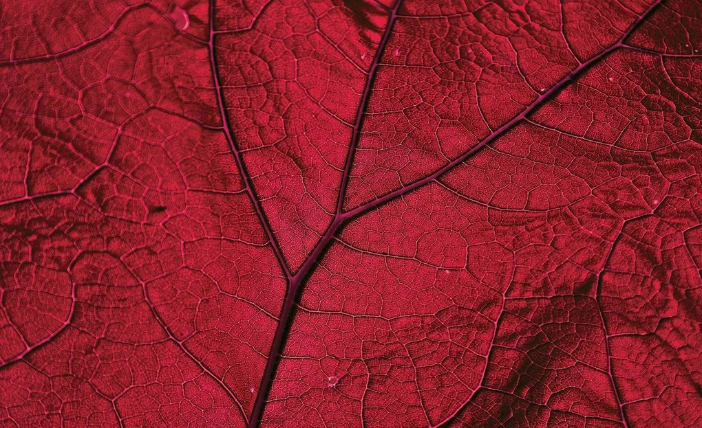 Fototapet - Macro frunză - roșie (152,5x104 cm), în 8 de alte dimensiuni noi