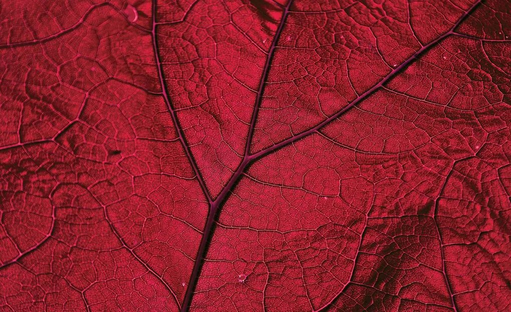 Fototapet - Macro frunză - roșie (254x184 cm)