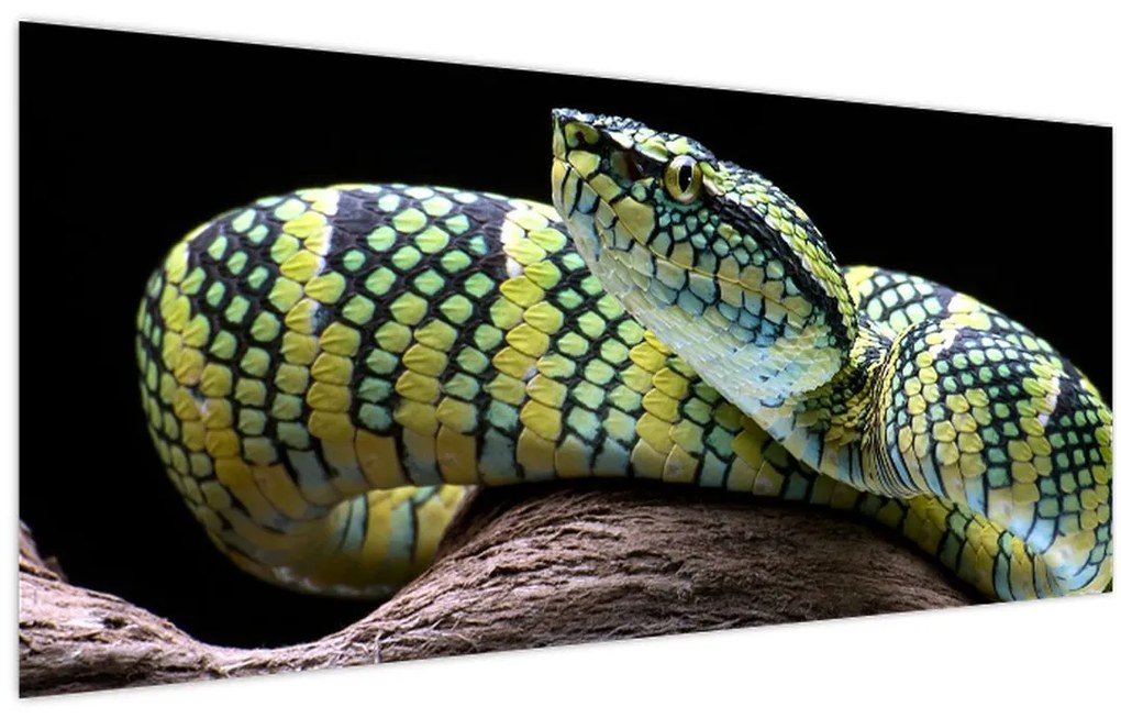 Tablou - Șarpele cu clopoței al lui Wagler (120x50 cm)