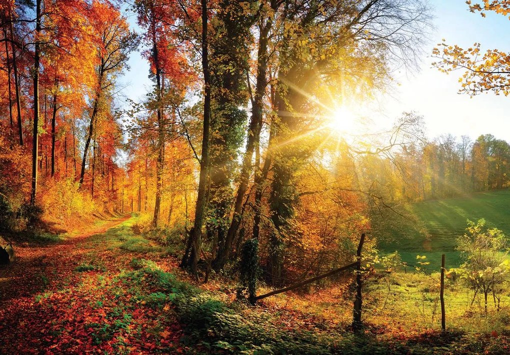 Fototapet - Pădure în toamnă (152,5x104 cm), în 8 de alte dimensiuni noi