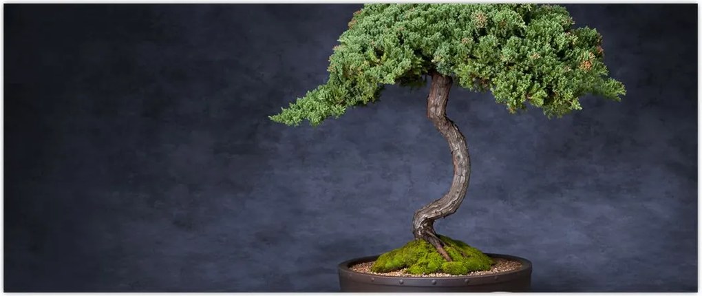 Tablou - Bonsai (120x50 cm)