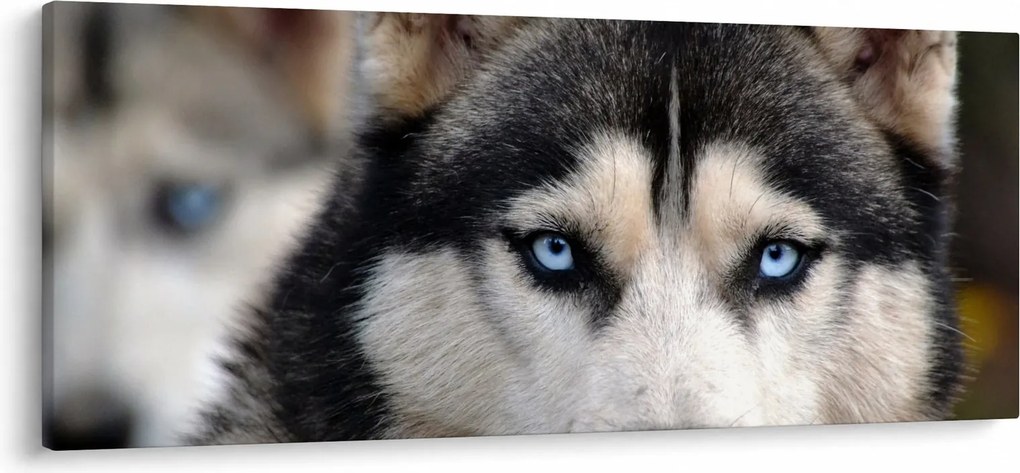 Tablou cu câinele husky (120x50 cm)