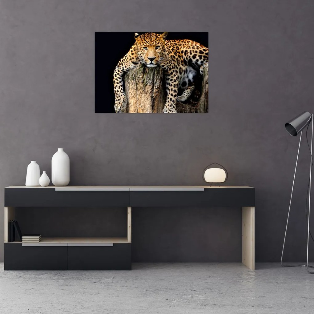 Tablou pe sticlă - Ghepard (70x50 cm)