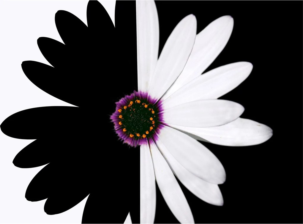 Tablou - Floare, alb- negru (90x60 cm)