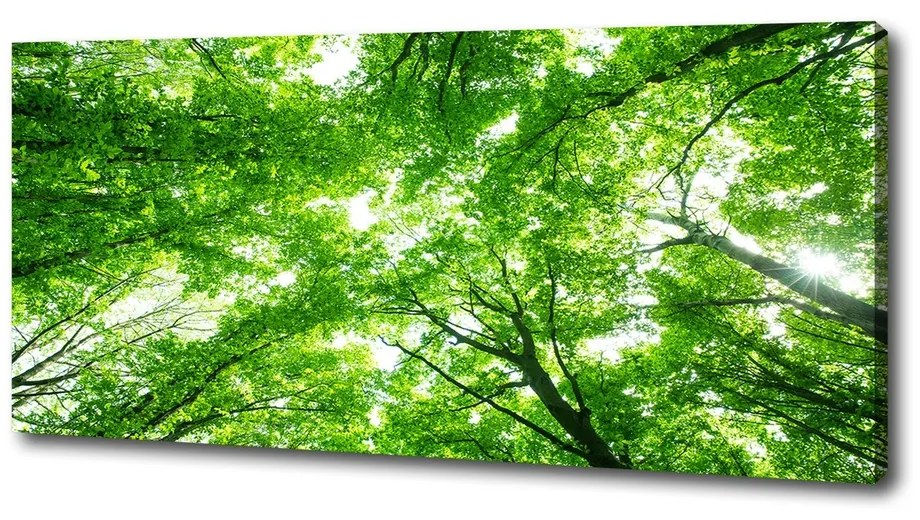 Imprimare tablou canvas Pădure verde