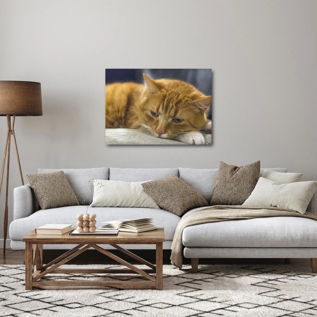 Tabloul pisicii (70x50 cm)