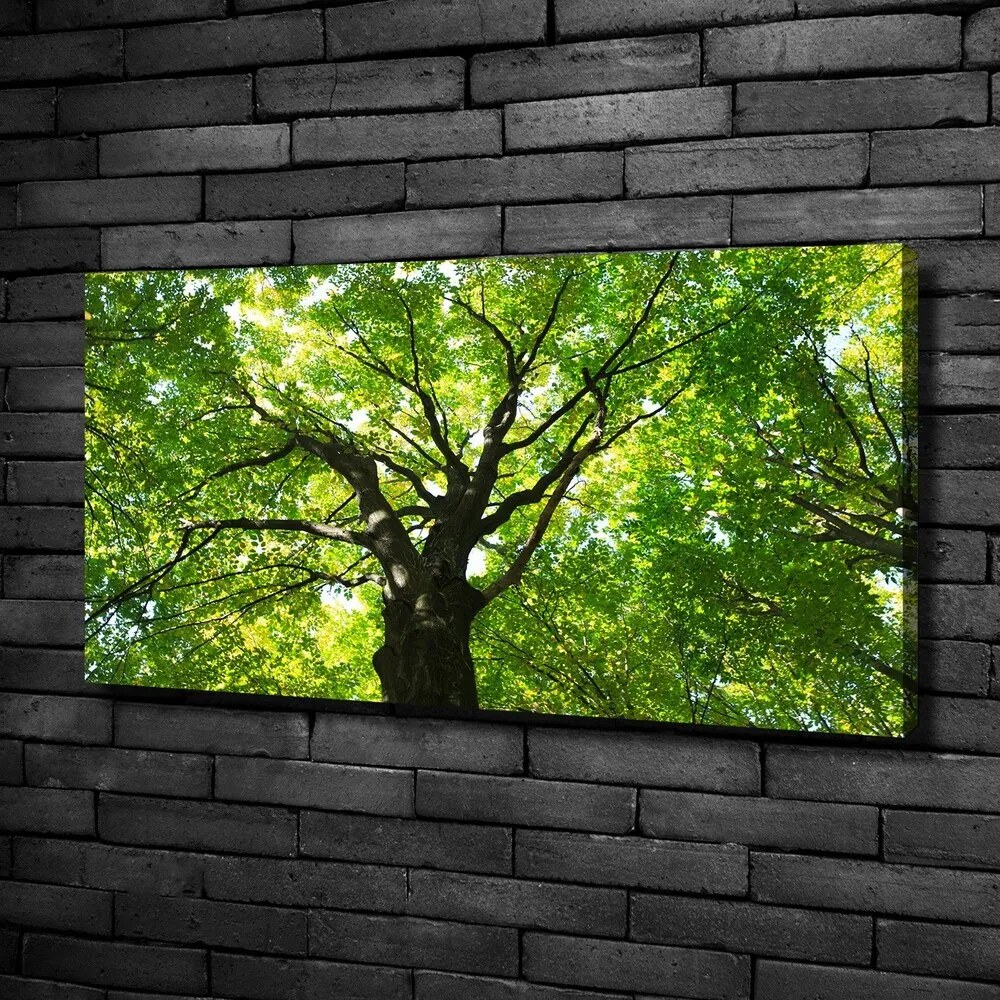 Tablou pe pânză canvas Pădure verde