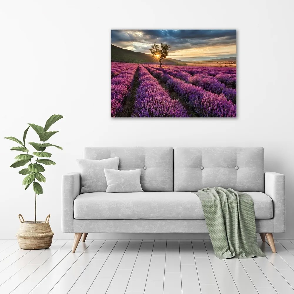 Print pe canvas Câmp de lavandă