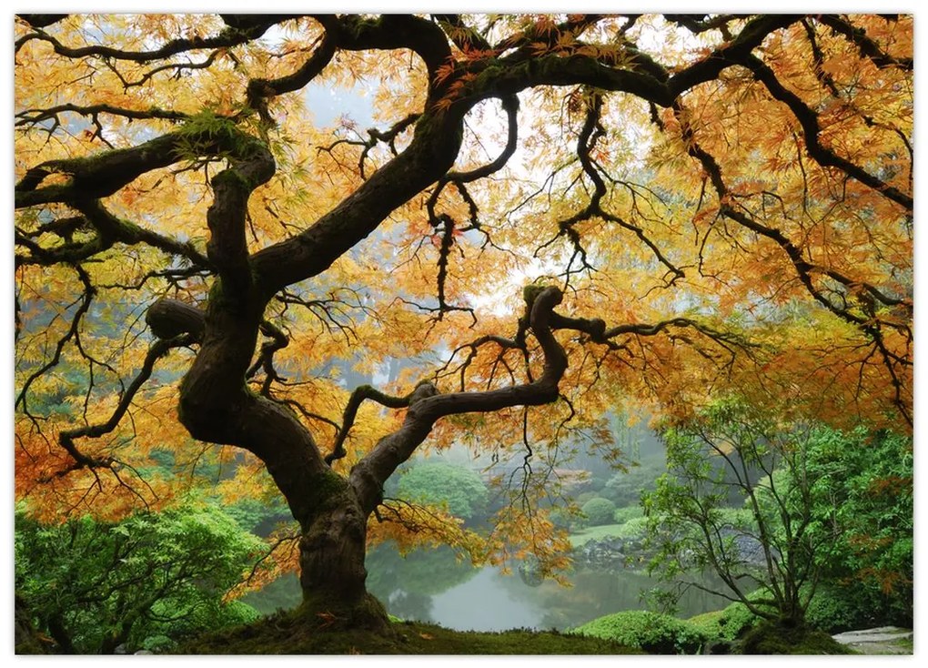 Tablou pe sticlă - Arțarul japonez galben, Portland, Oregon (70x50 cm)