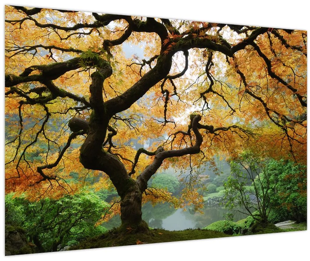 Tablou - Arțarul japonez galben, Portland, Oregon (90x60 cm)