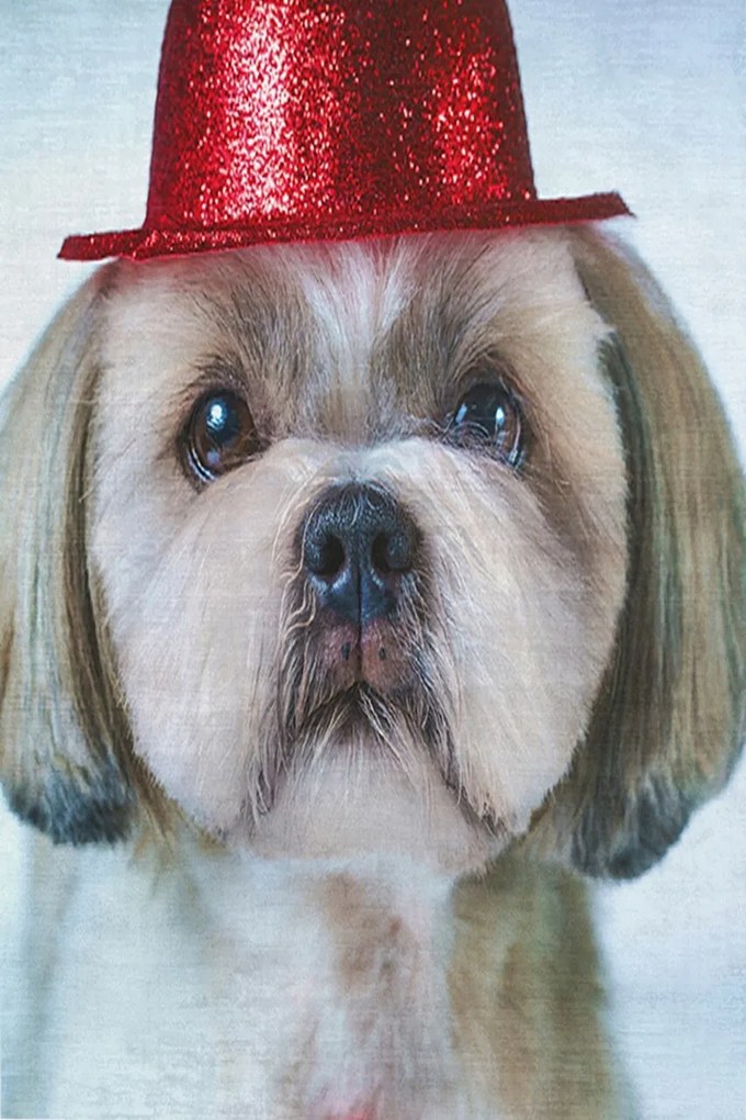 Covor, KHMFESTO008KEÇE, 100x150 cm, Multicolor