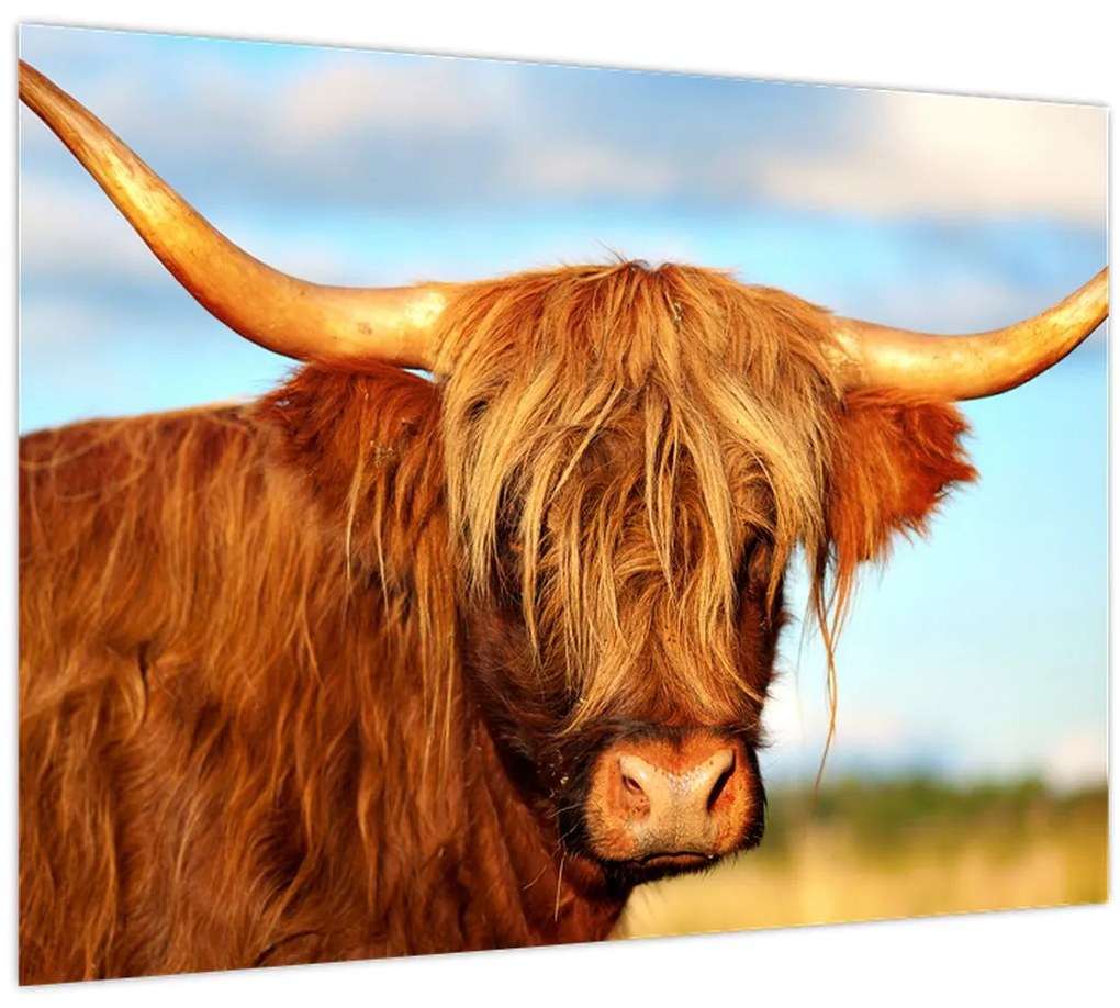 Tablou - Vacă scoțiană (70x50 cm)