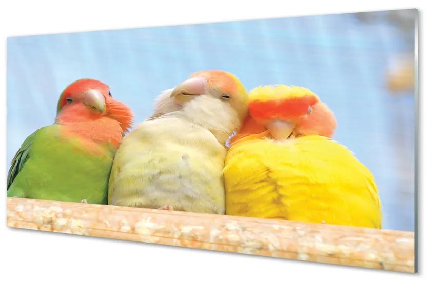 Panouri de sticlă papagal colorat