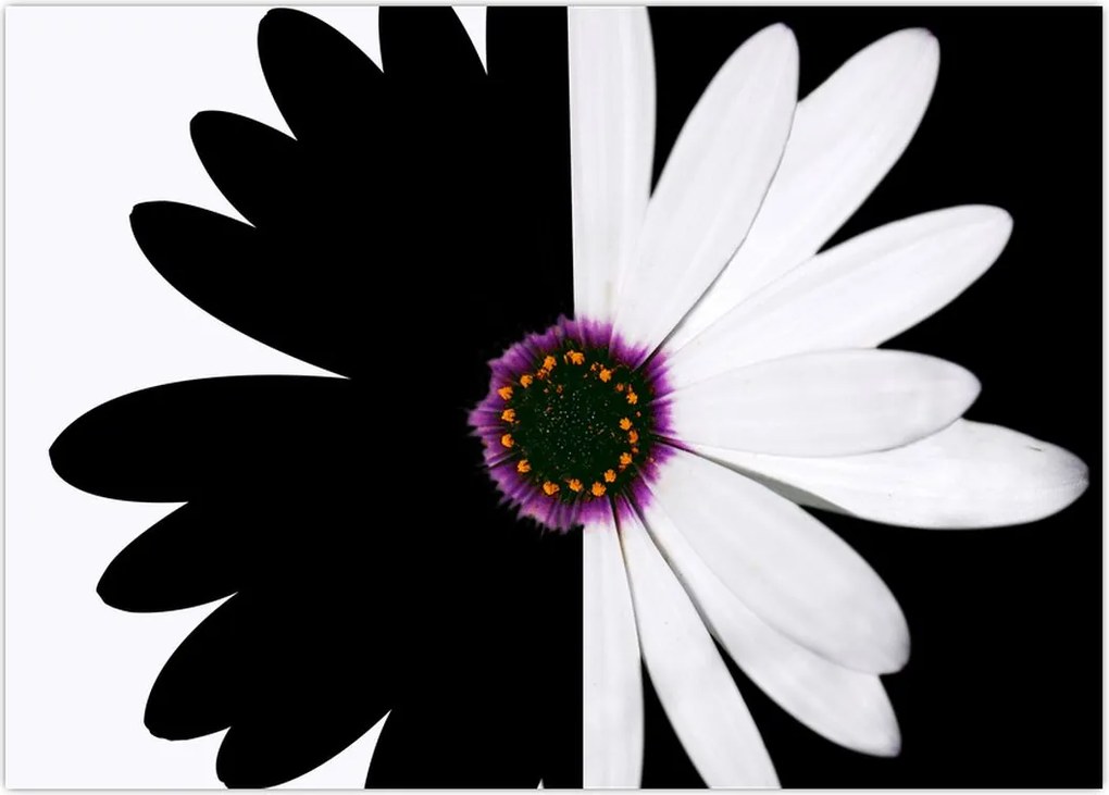 Tablou - Floare, alb- negru (70x50 cm)