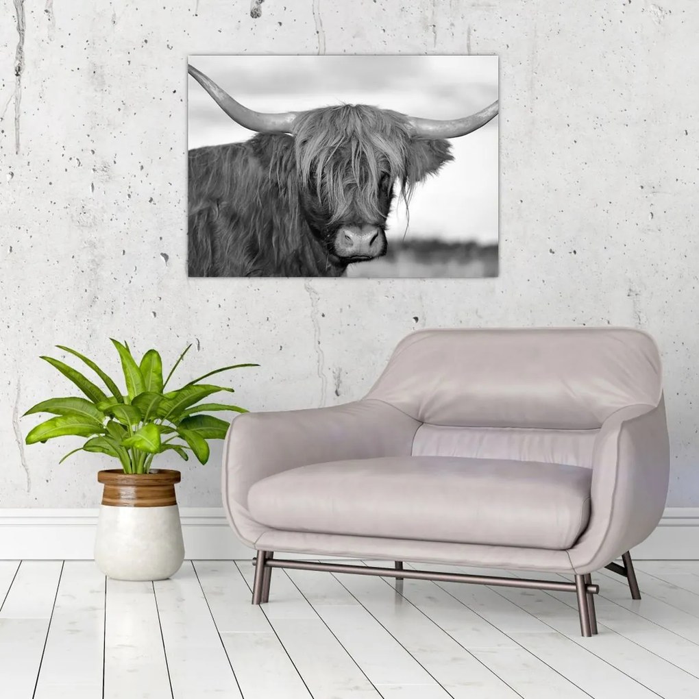 Tablou - Vacă scoțiană 2,alb-negru (70x50 cm)