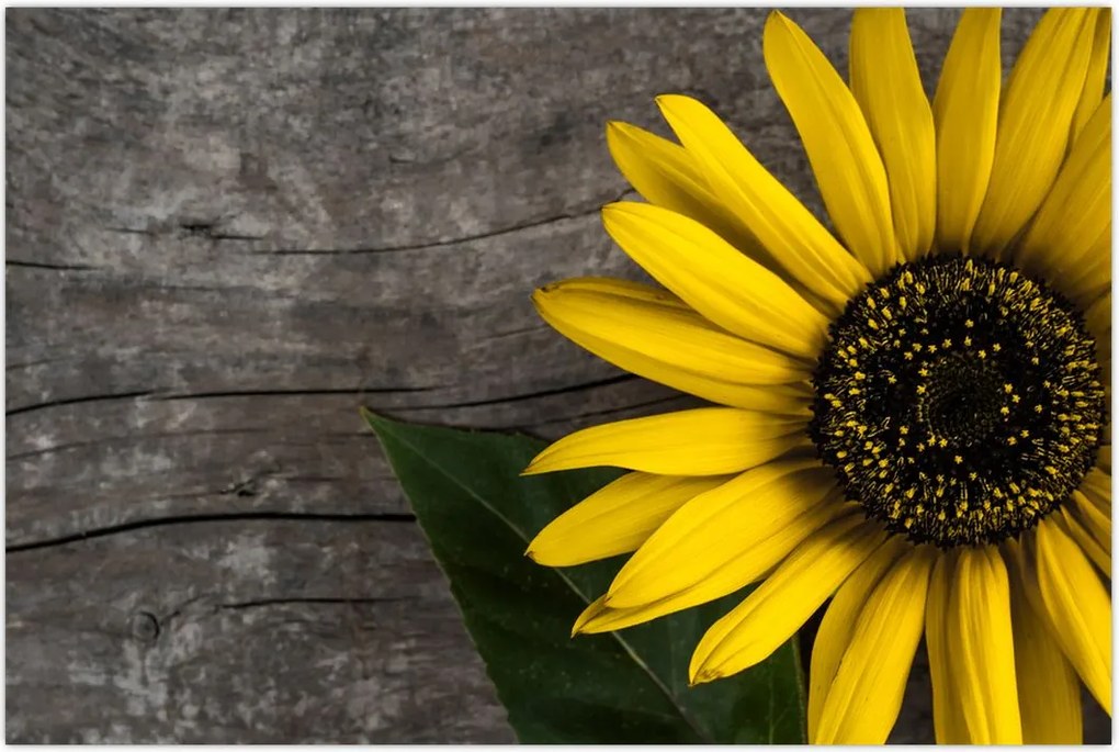 Tablou - Floare de floarea soarelui (90x60 cm)