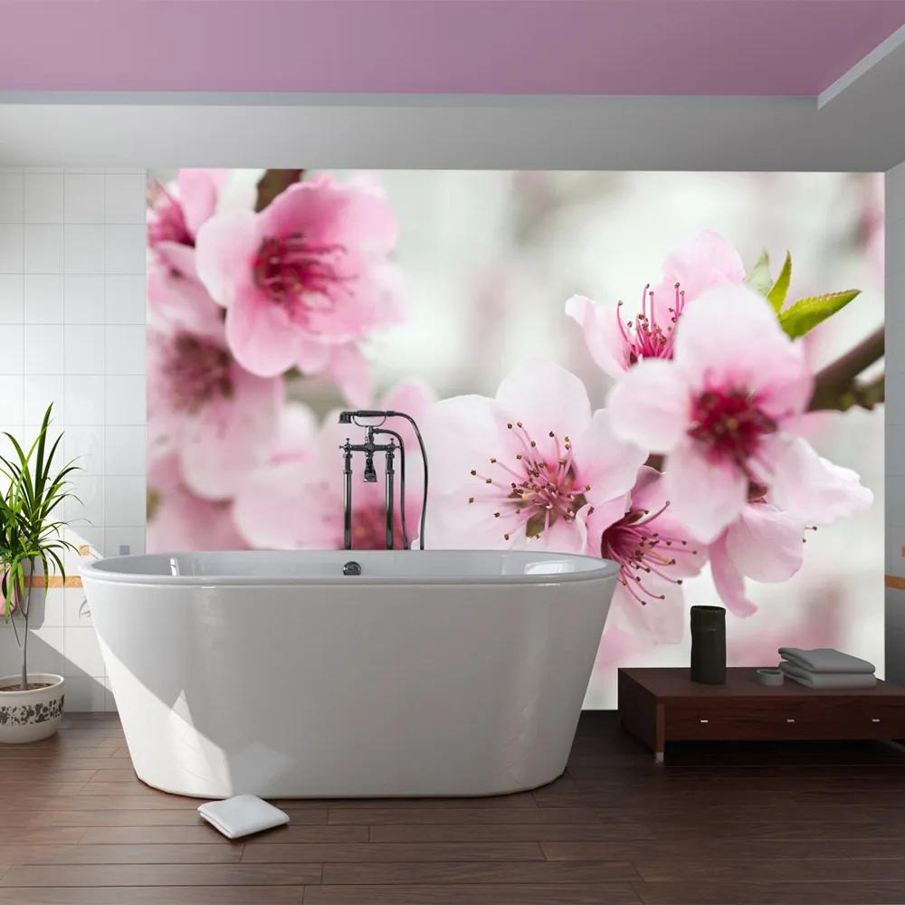 Fototapet Bimago - Spring, blooming tree - pink flowers + Adeziv gratuit 200x154 cm
