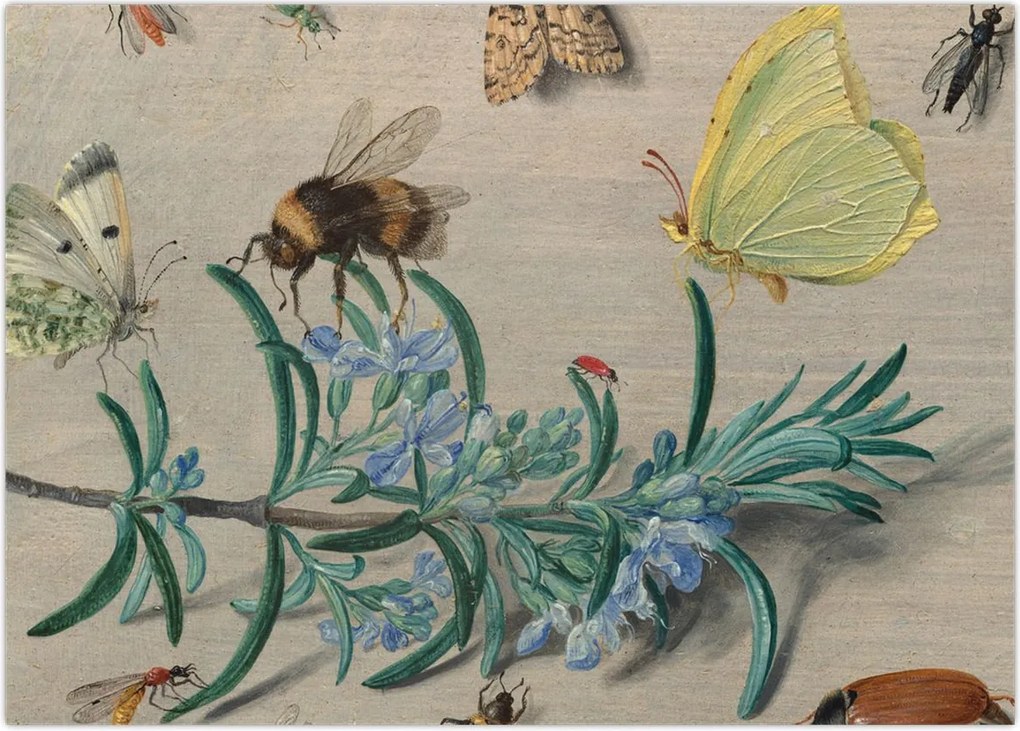 Tablou - Jan van Kessel the Elder, Insects and a Sprig of Rosemary, reproducere (70x50 cm)