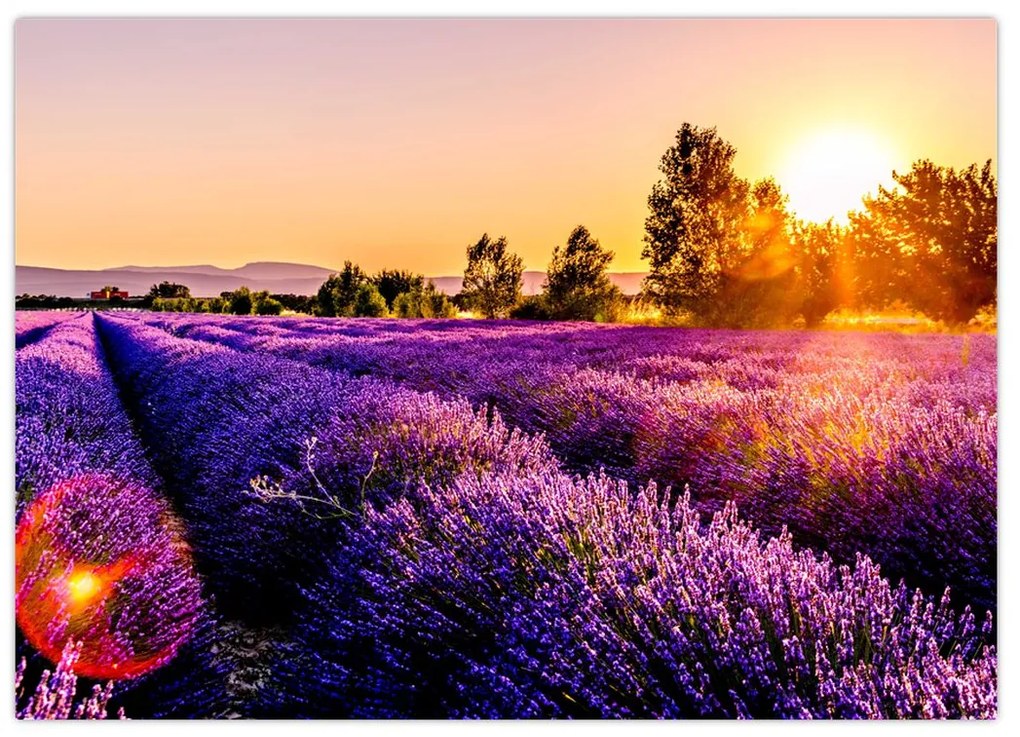 Tablou cu câmp de lavanda (70x50 cm)