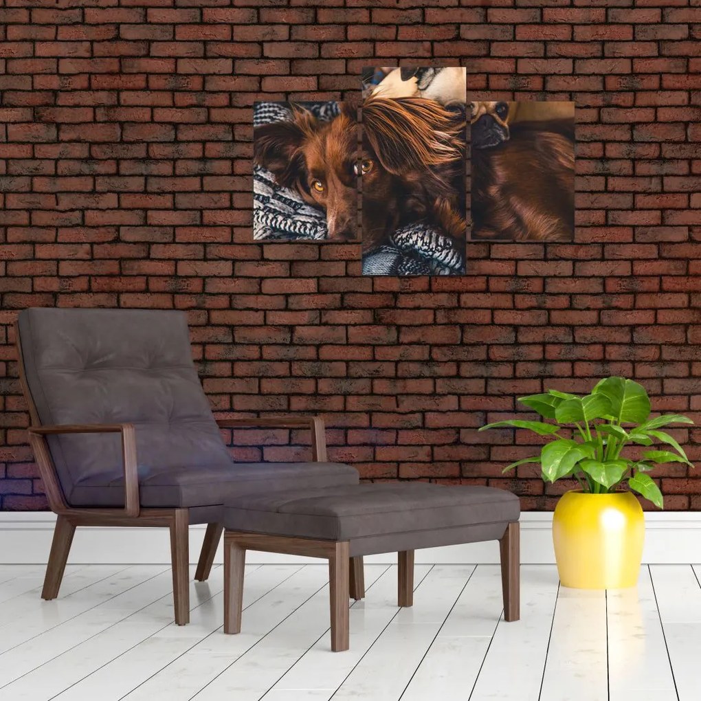 Tablou cu câini dormind (90x60 cm)