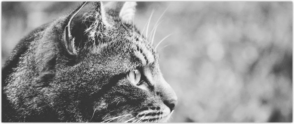 Tablou - Pisica (120x50 cm)